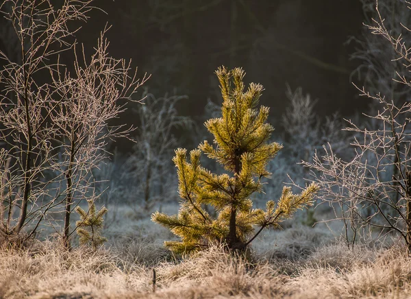 Inverno palude — Foto Stock