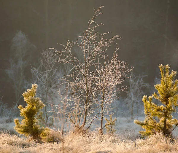 Inverno palude — Foto Stock