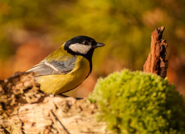 Sikora - parus major — Zdjęcie stockowe