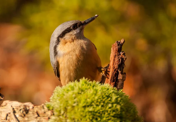 Nötväcka — Stockfoto