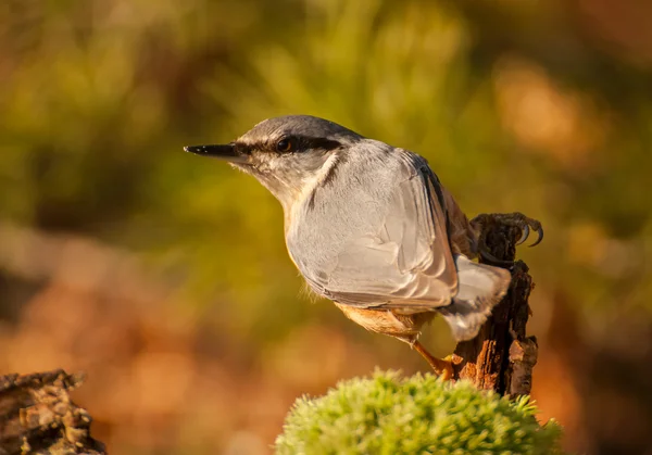 Nuthatch — Stock fotografie