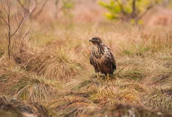 Mäusebussard — Stockfoto