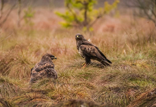 Mäusebussard — Stockfoto