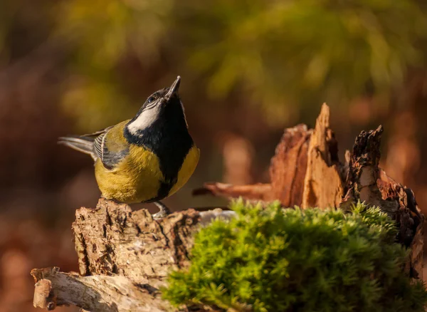 Tetas - parus mayor — Foto de Stock