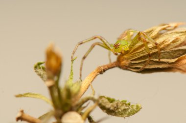 Diaea dorsata
