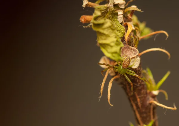 Dorsata de Diaea —  Fotos de Stock