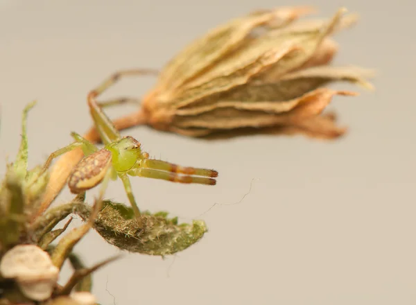 Diaea dorsata — Foto Stock