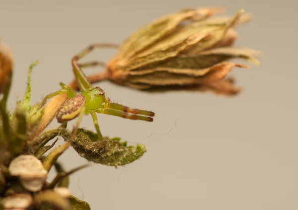 Diaea dorsata — Φωτογραφία Αρχείου