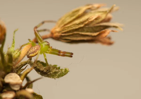 Diaea dorsata — Stock Photo, Image