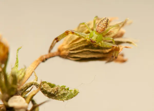 Diaea olbrzymia — Zdjęcie stockowe