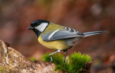 Tit - Parus major