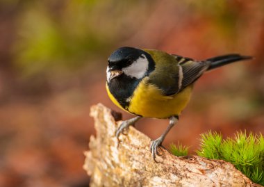 Tit - Parus major