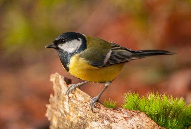 Tit - Parus major