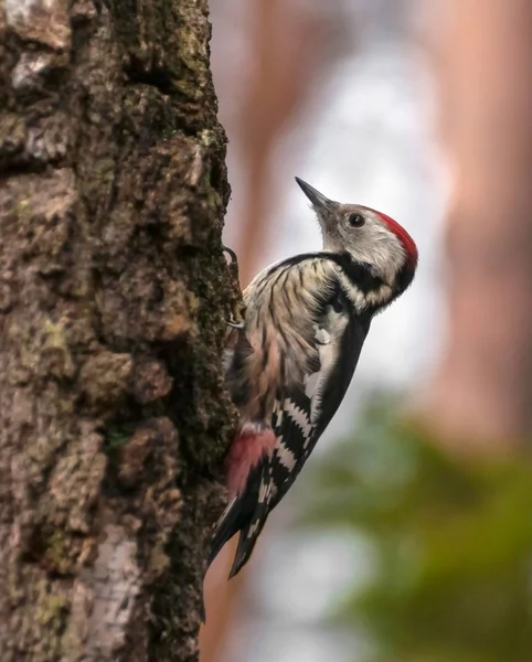 Dendrokopos medius — Stockfoto