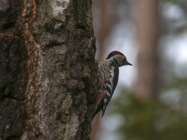 Dendrokopos medius — Stockfoto