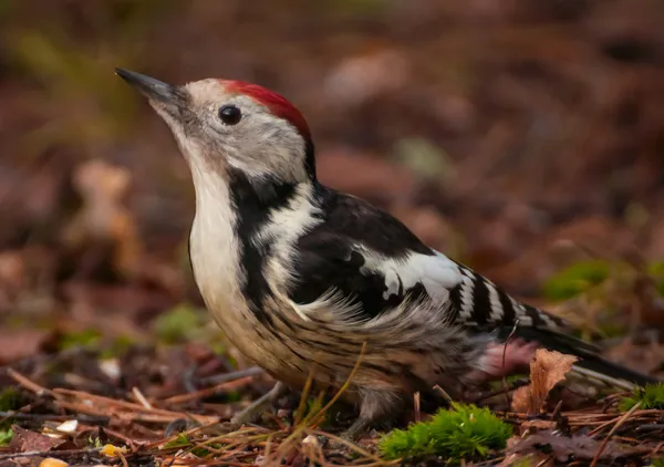 Dendrocopos medius — Stockfoto