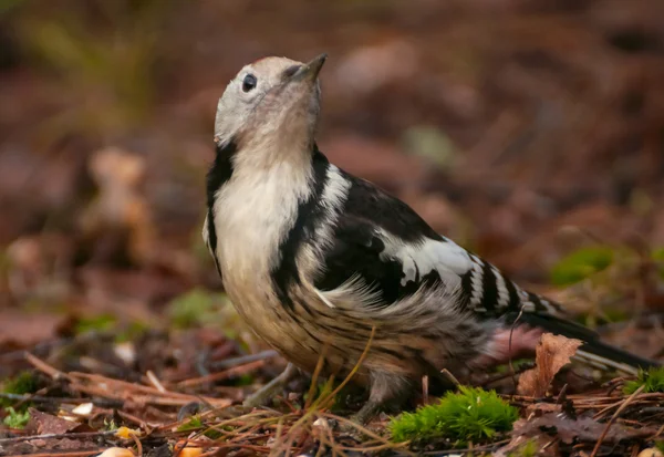 Dendrocopos medius — Stockfoto