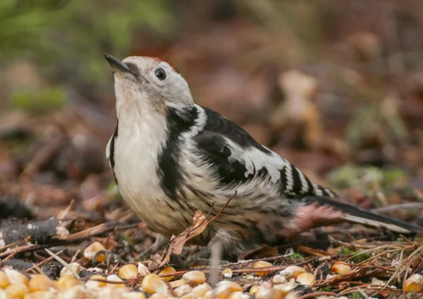 Dendrocopos medius — Stockfoto