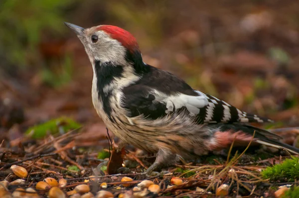 Dendrokopos medius — Stockfoto