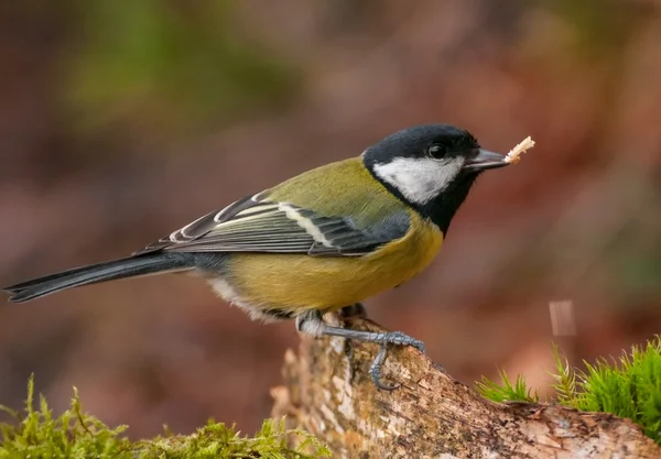 Tetas - parus mayor — Foto de Stock