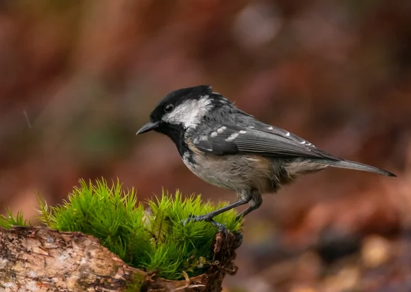 Kömür baştankara — Stok fotoğraf