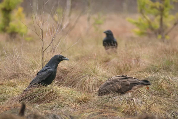 Buizerd en raven — Stockfoto