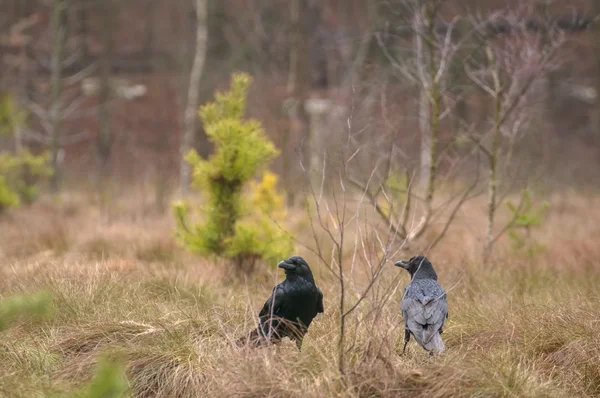 Raven zwarte vogel — Stockfoto