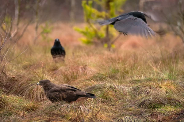 Buizerd en raven — Stockfoto