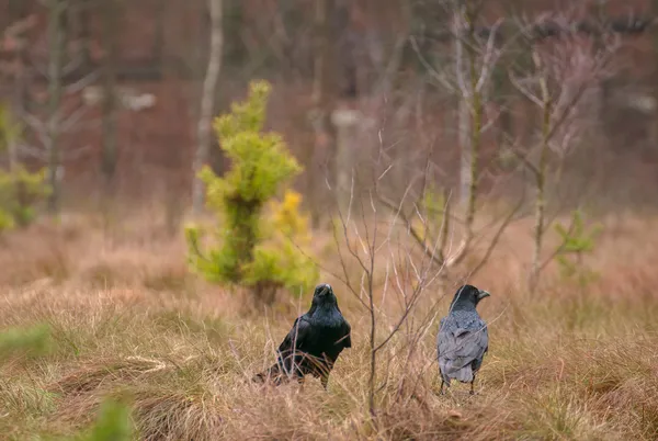 Siyah kuş raven — Stok fotoğraf