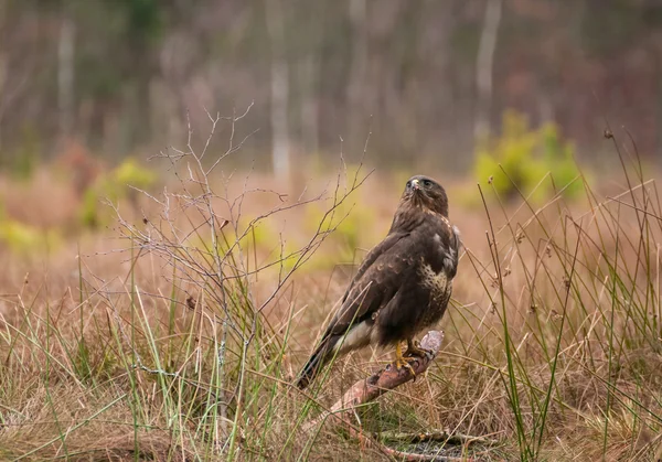 Buzzard. — Fotografia de Stock