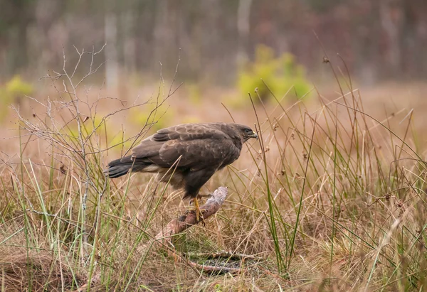 Buzzard. — Fotografia de Stock