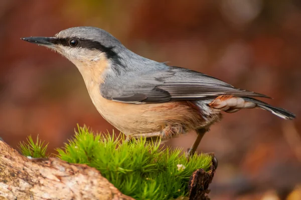 Nötväcka — Stockfoto