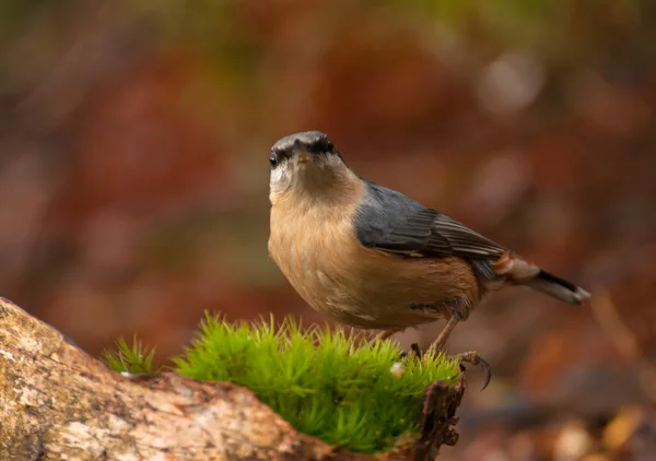 Nuthatch — Stock fotografie