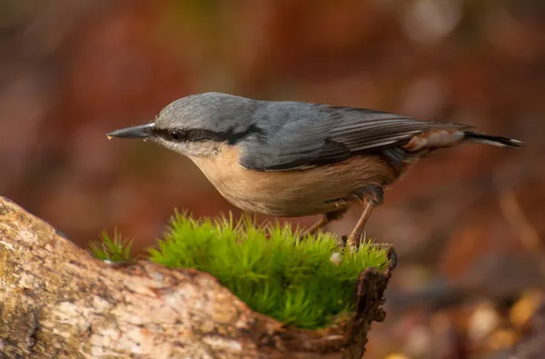 Nuthatch — Fotografie, imagine de stoc