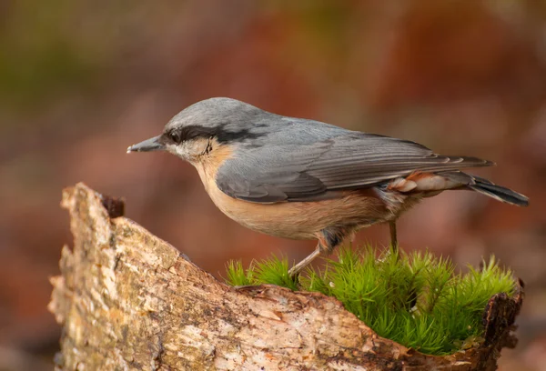 Nuthatch — Stock fotografie