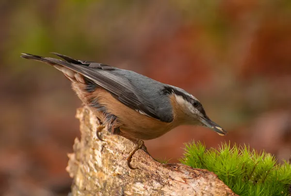 Nuthatch — Stock fotografie