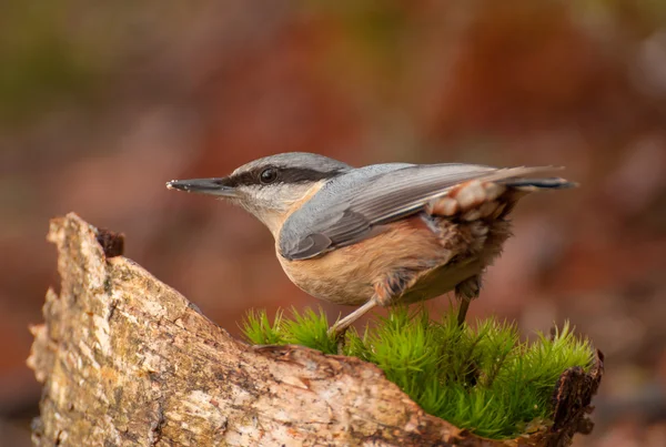 ¡Nuthatch! Fotos de stock libres de derechos