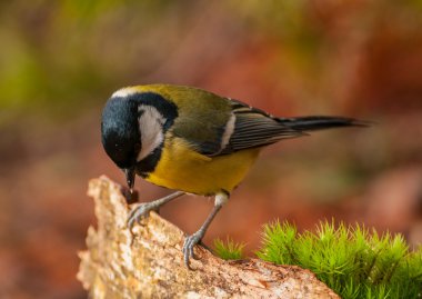 Tit - Parus major