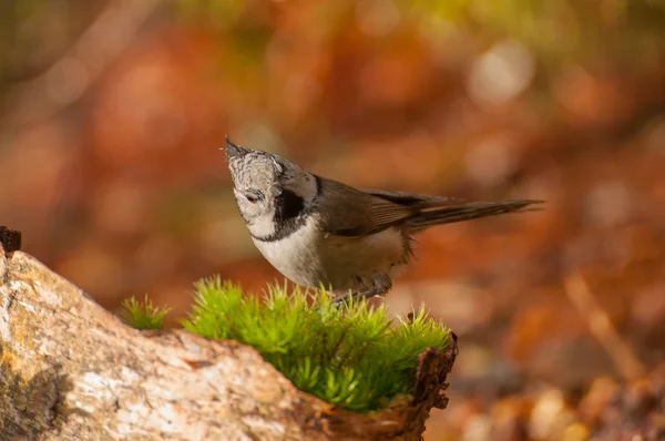 Crested tit — Stock Photo, Image