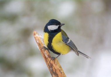 Tit - Parus major