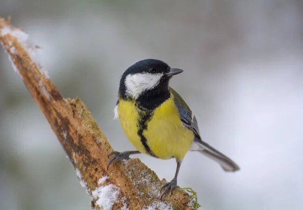 Sikora - parus major — Zdjęcie stockowe