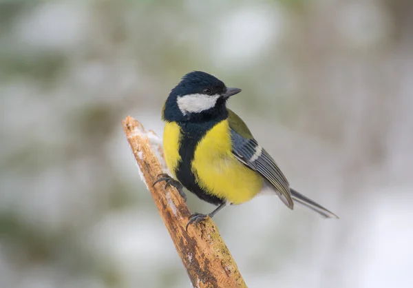 Tit - Parus major — Stock Photo, Image