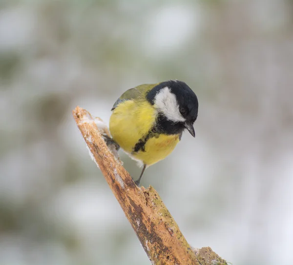 Sikora - parus major — Zdjęcie stockowe