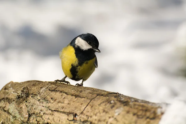 Cinege - Parus jelentős — Stock Fotó