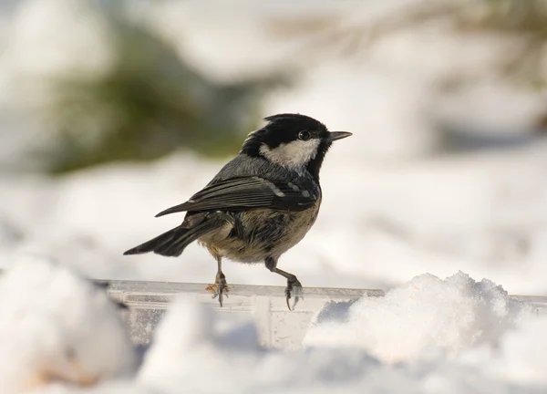 Carbón Tit — Foto de Stock