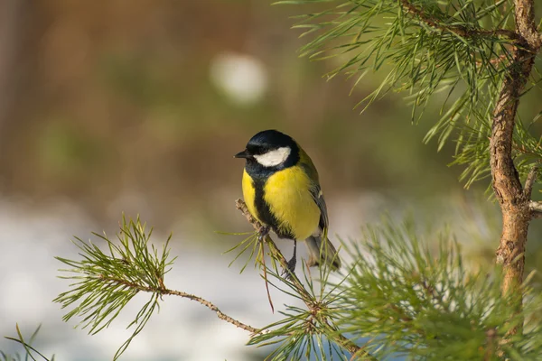 Тит - Parus major — стоковое фото