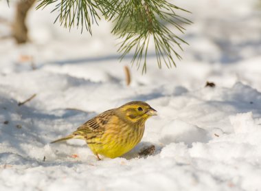buntings - citrinella вівсянка