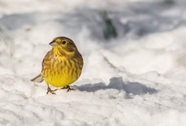 buntings - citrinella вівсянка