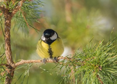 Tit - Parus major