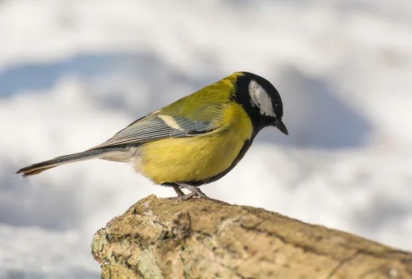 Tit - Parus major — Stock Photo, Image